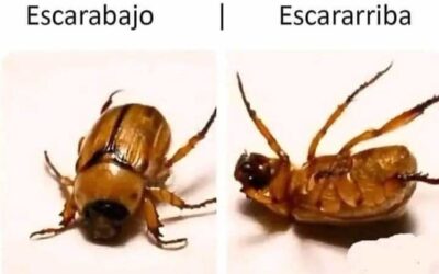 Ríe un rato con Memes para el Hombre Actual: tu dosis diaria de buen humor
